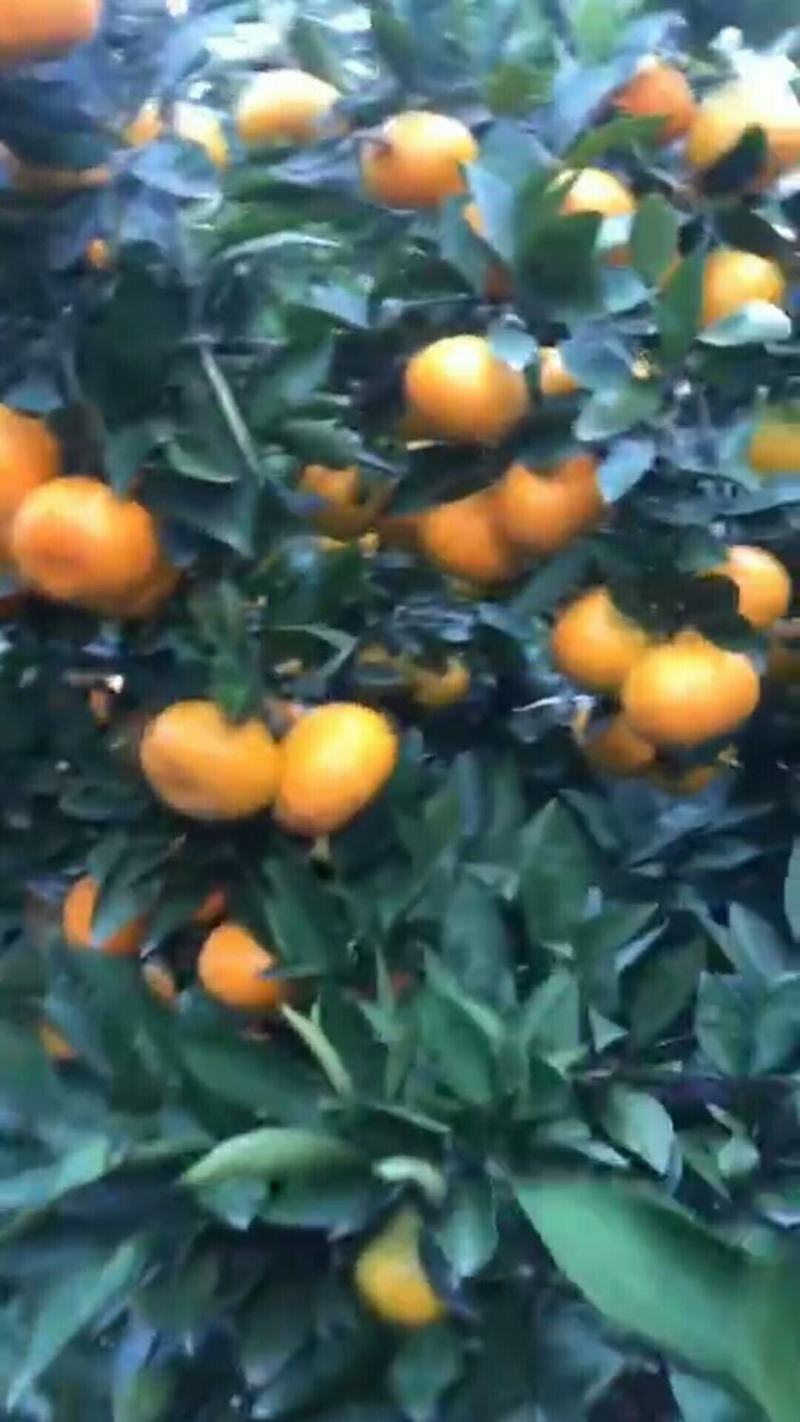 湖南国庆一号，湖南普早蜜桔，澧县国庆一号，湖南澧县国庆