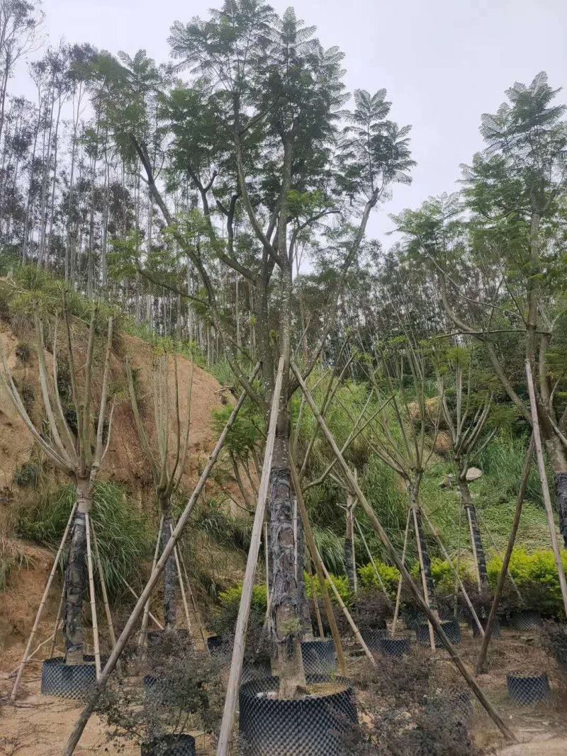 福建蓝花楹价格，便宜出售