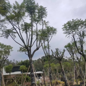 福建蓝花楹价格，便宜出售