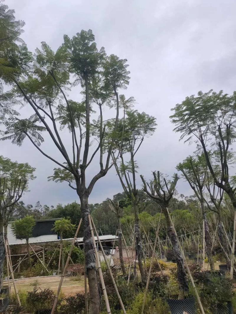 福建蓝花楹价格，便宜出售