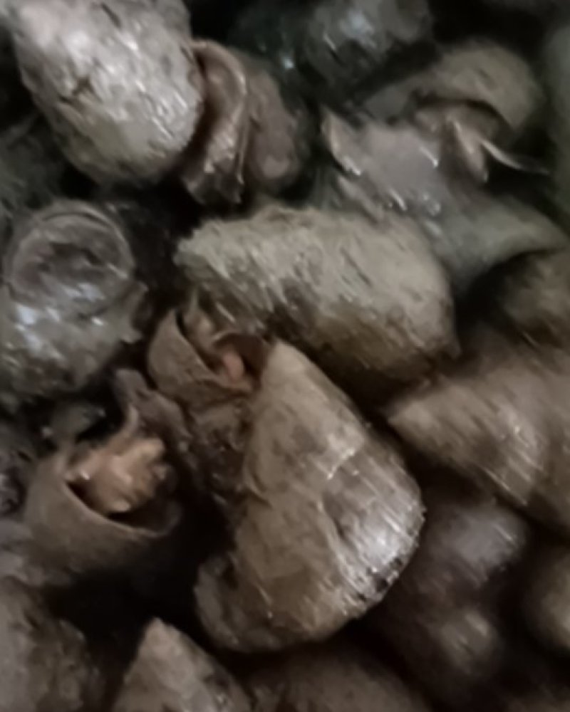 潜江养殖薄壳螺蛳，豹头多且大，有各种规格，服务新老客户