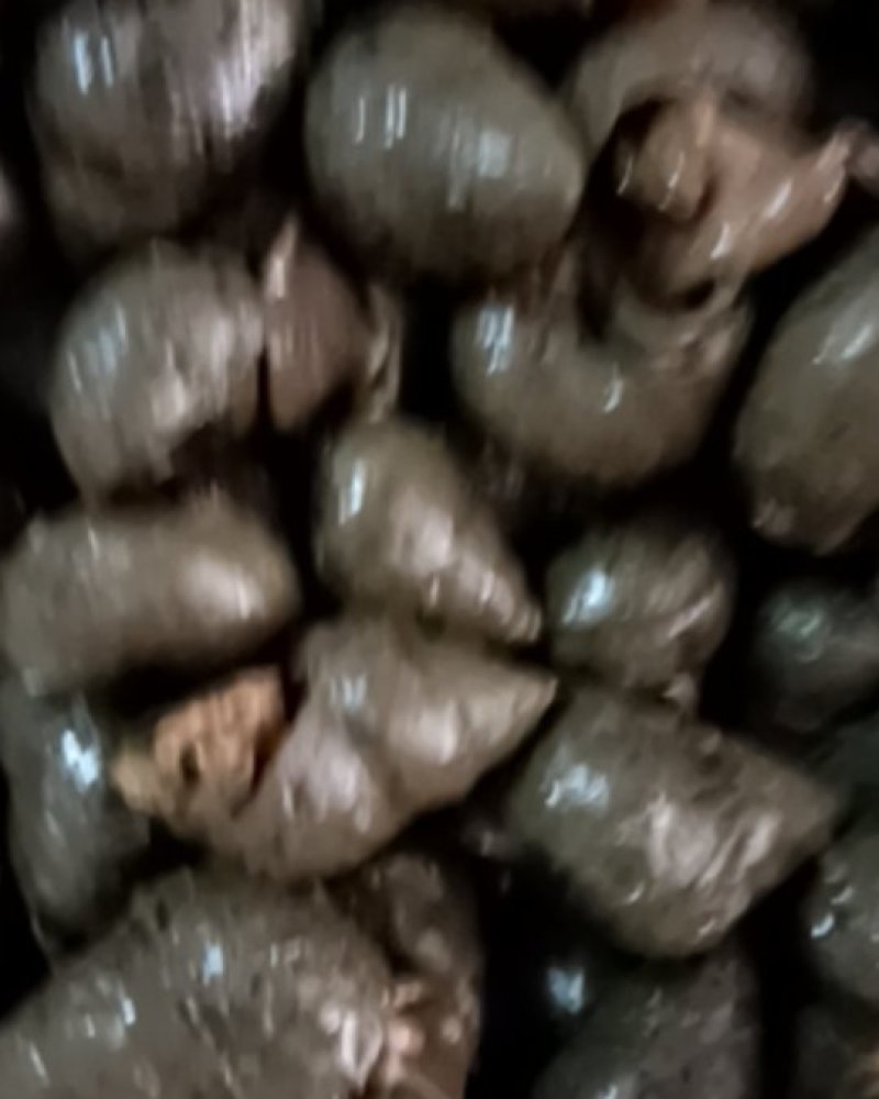 潜江养殖薄壳螺蛳，豹头多且大，有各种规格，服务新老客户