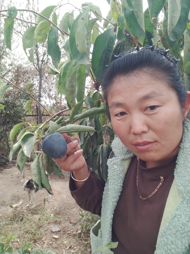 黑柿子苗品种纯正技术指导基地直销死苗补发