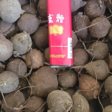 鸡头薯新鲜干货都有需要联系
