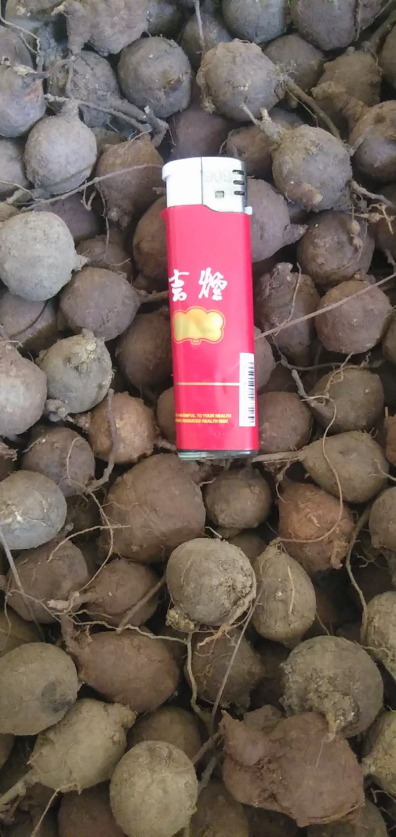 鸡头薯新鲜干货都有需要联系