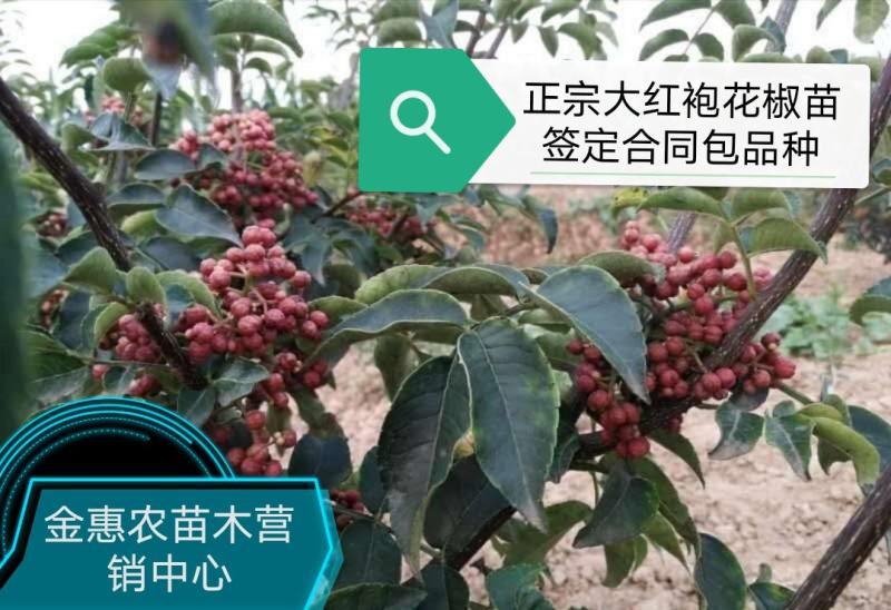 大红袍花椒苗高产味道纯正苗圃园现挖现发货