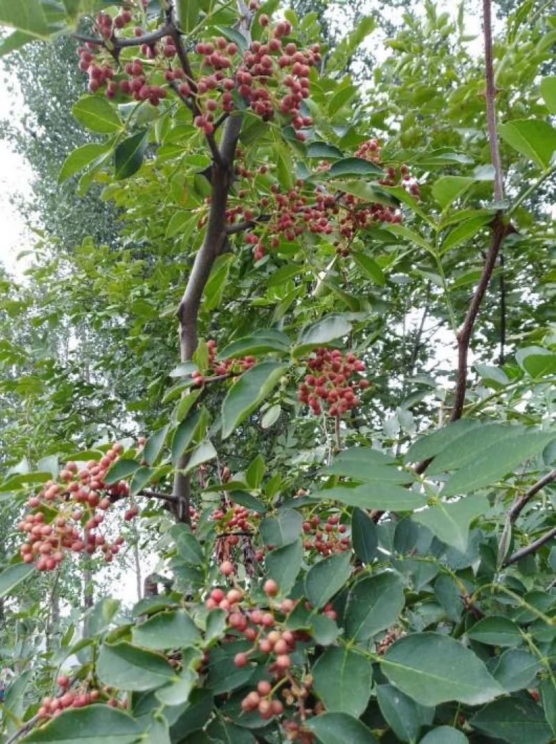 大红袍花椒苗高产味道纯正苗圃园现挖现发货