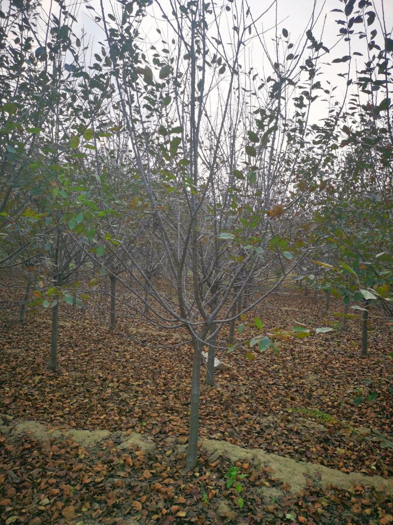 垂丝海棠8公分垂丝海棠北美海棠