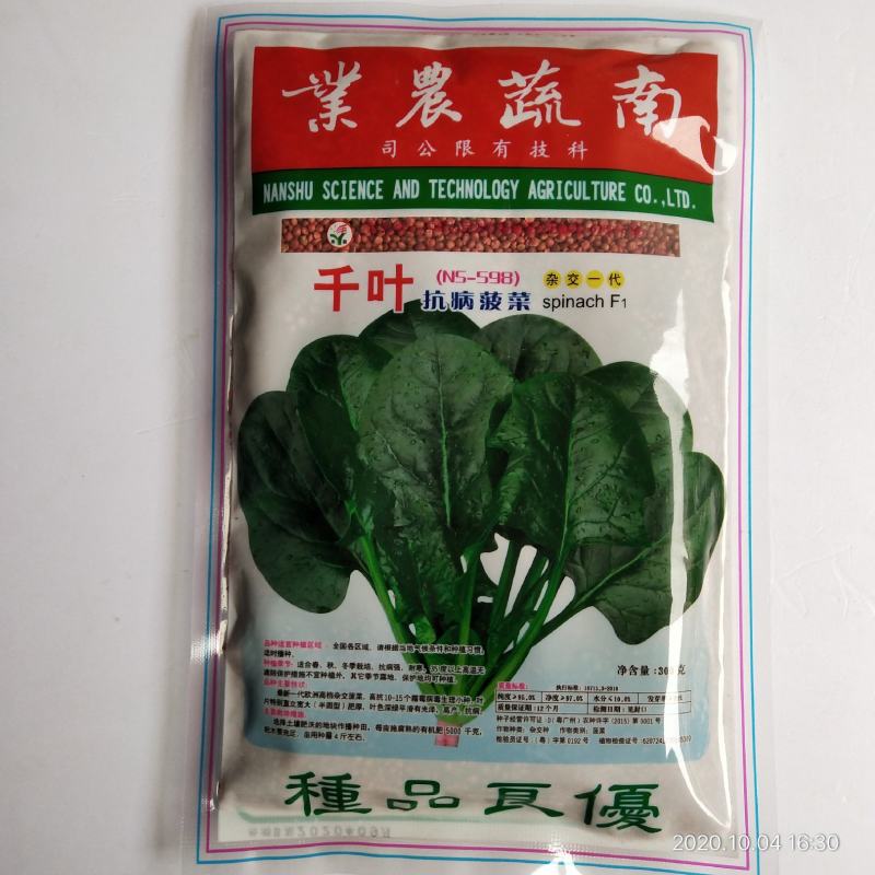 菠菜种子四季播种叶绿直立性好，高产露天大棚种植品种种子
