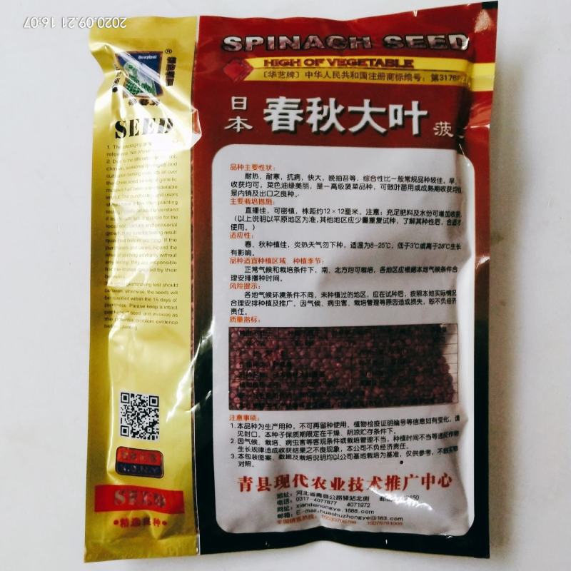 菠菜种子四季播种叶绿直立性好，高产露天大棚种植品种种子