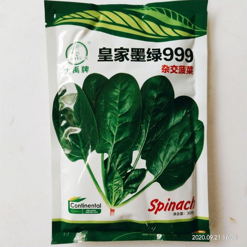 菠菜种子四季播种叶绿直立性好，高产露天大棚种植品种种子