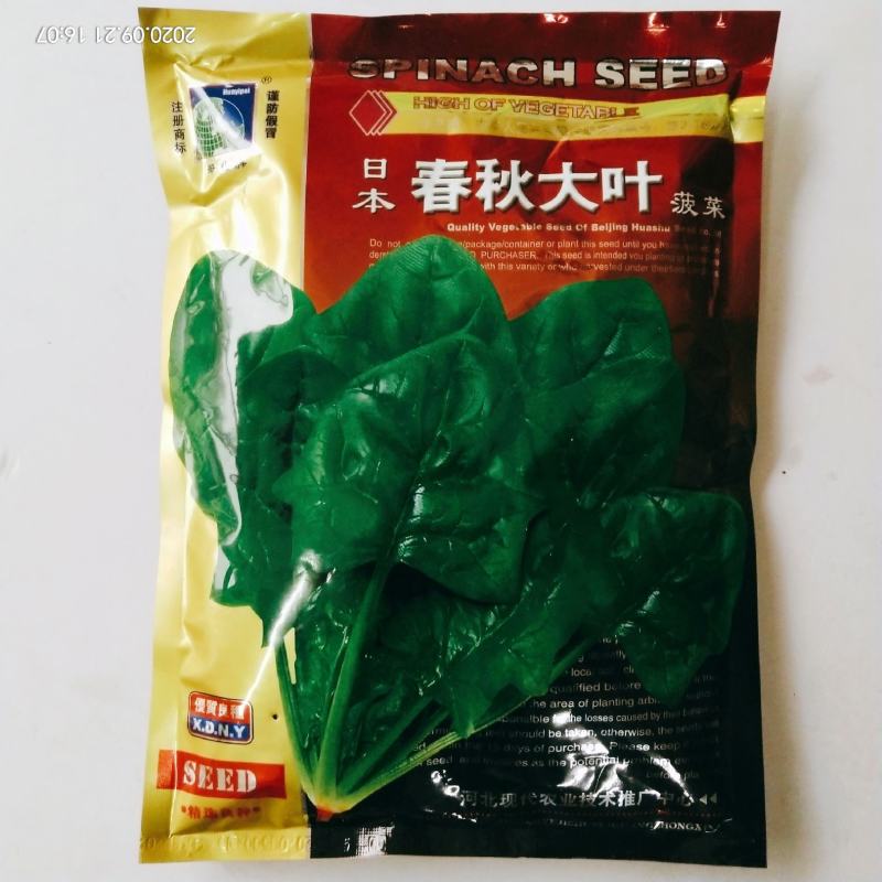 菠菜种子四季播种叶绿直立性好，高产露天大棚种植品种种子