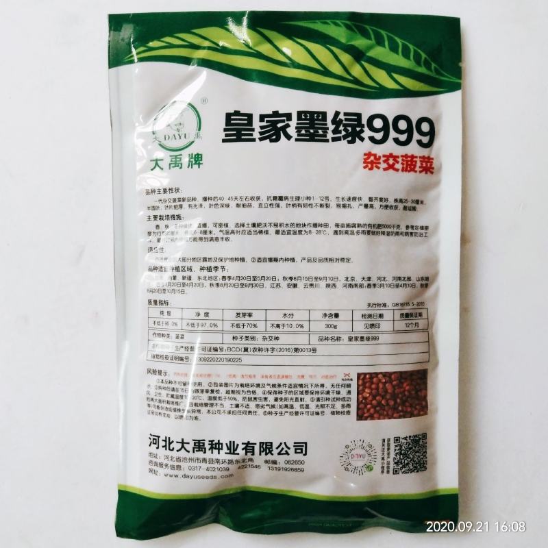 菠菜种子四季播种叶绿直立性好，高产露天大棚种植品种种子
