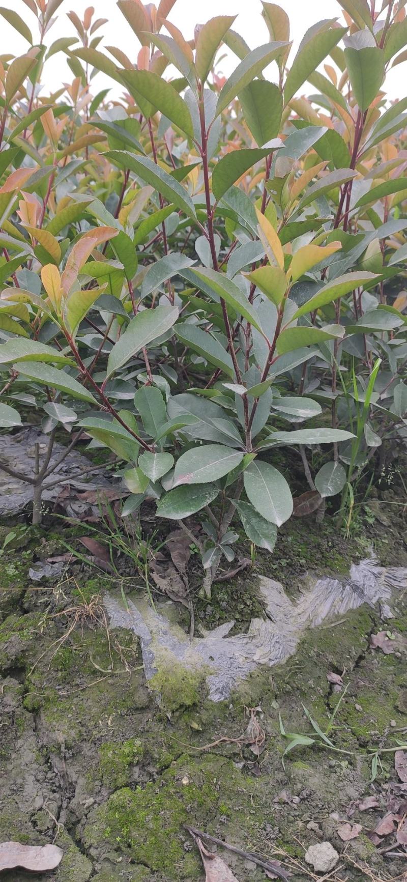 红叶石楠农户自家种植