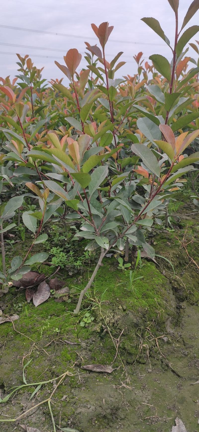 红叶石楠农户自家种植