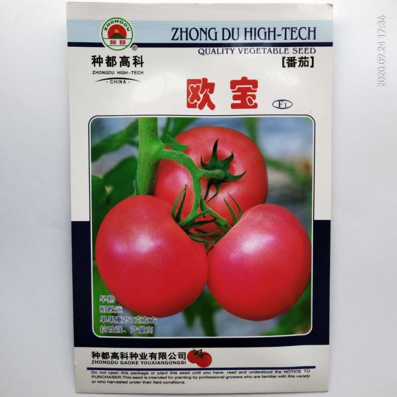 西红柿种子粉果早熟品种番茄耐运费品种种子
