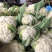陕西三原蔬菜大量上市，品质好保质保量（有厂地有冷库）