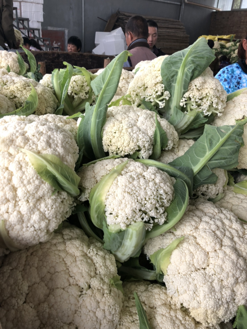 陕西三原蔬菜大量上市，品质好保质保量（有厂地有冷库）