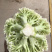 陕西三原蔬菜大量上市，品质好保质保量（有厂地有冷库）