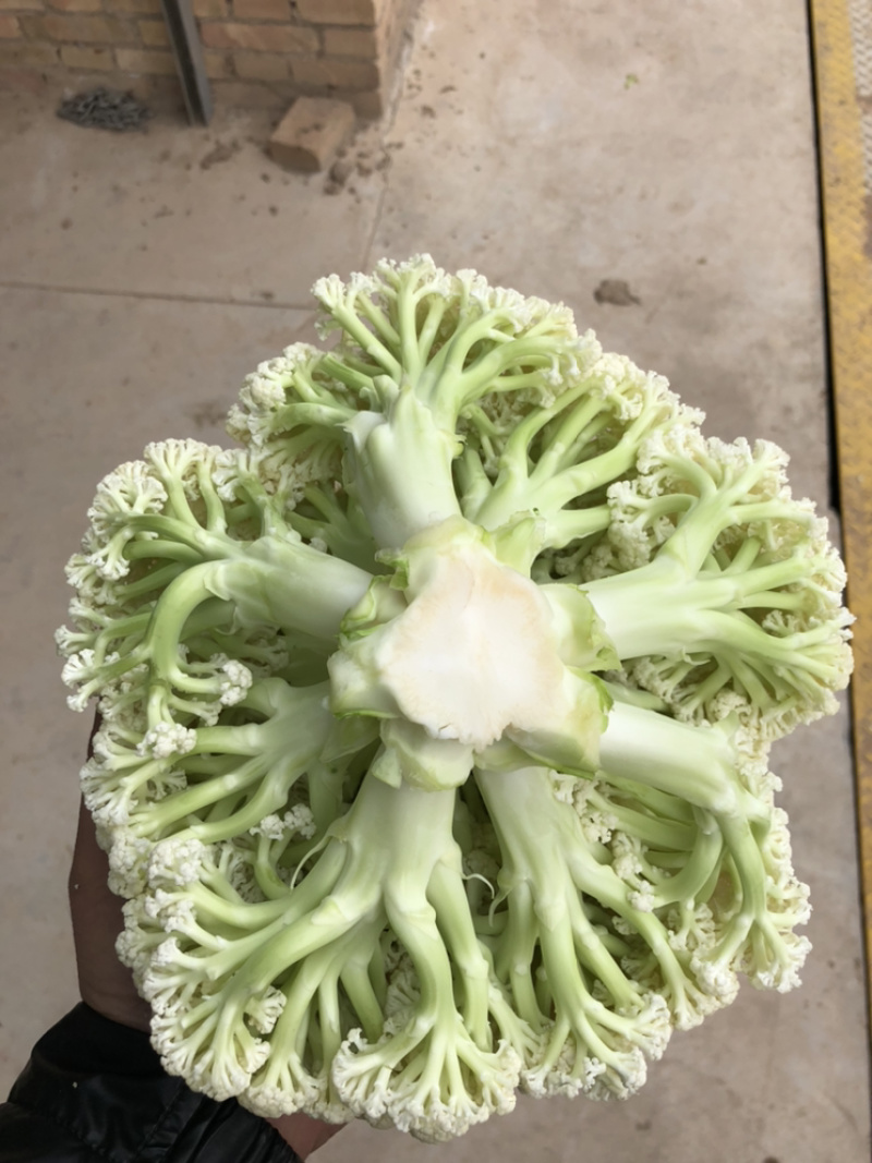 陕西三原蔬菜大量上市，品质好保质保量（有厂地有冷库）