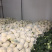 陕西三原蔬菜大量上市，品质好保质保量（有厂地有冷库）