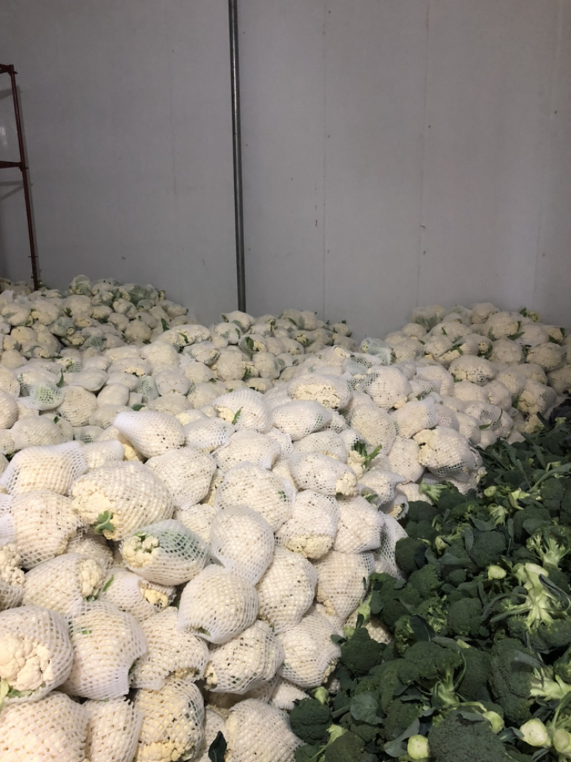 陕西三原蔬菜大量上市，品质好保质保量（有厂地有冷库）