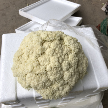 陕西三原蔬菜大量上市，品质好保质保量（有厂地有冷库）