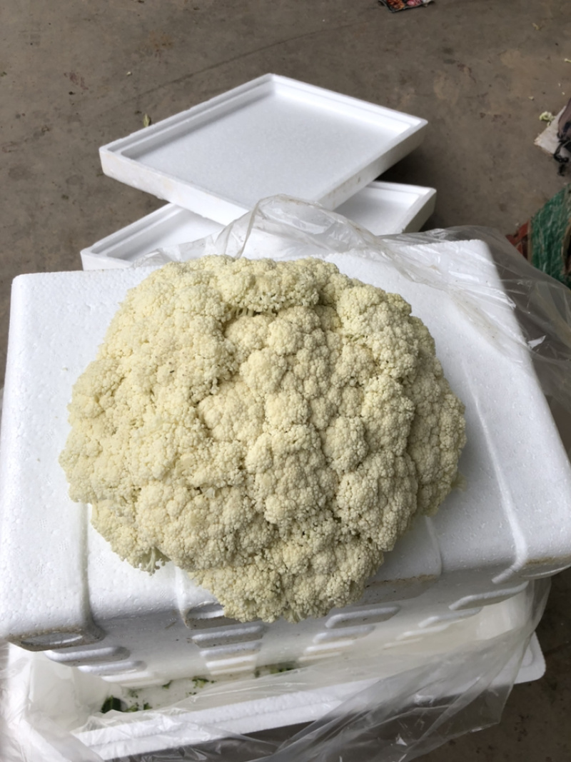 陕西三原蔬菜大量上市，品质好保质保量（有厂地有冷库）