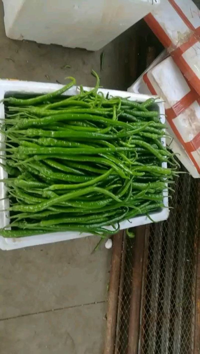 辣椒开始上市了，欢迎各地客商前来，其他蔬菜看图，