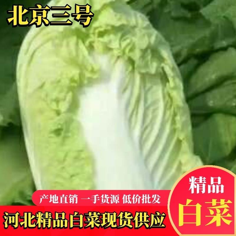 白菜北京三号大量上市欢迎各位老板采购产地直发