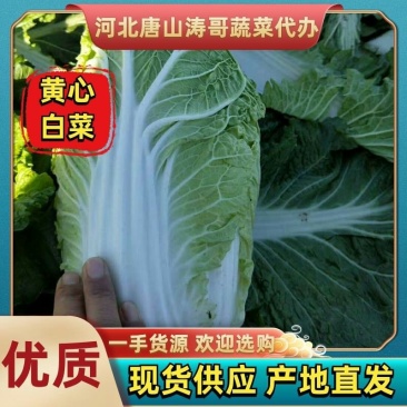 黄心白菜精品白菜玲珑黄大黄心产地直发物美价廉