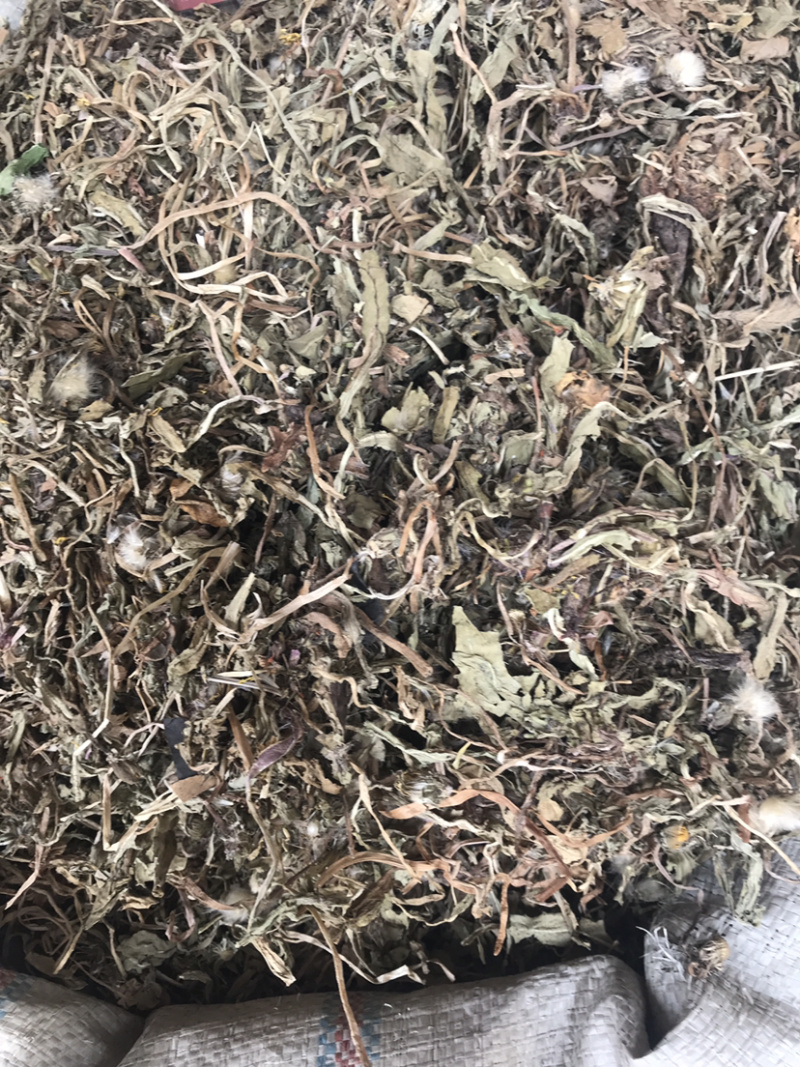 野生蒲公英药用蒲公英支持线上交易量大从优