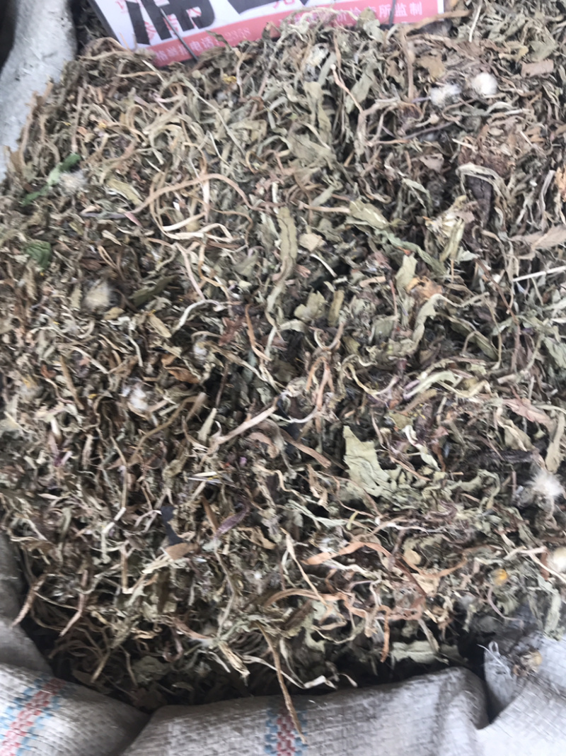 野生蒲公英药用蒲公英支持线上交易量大从优