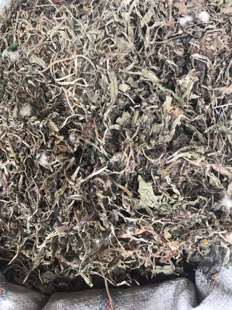野生蒲公英药用蒲公英支持线上交易量大从优