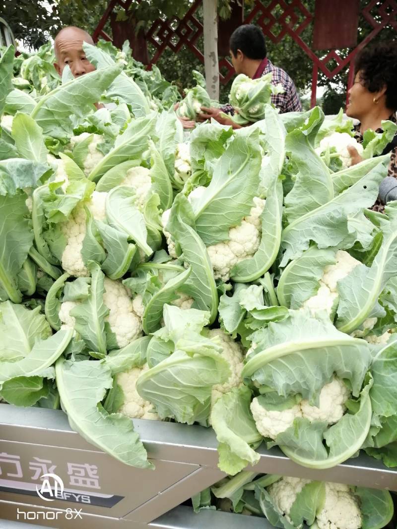 河南汝州市，5万亩花菜大量上市