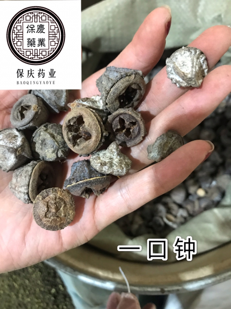 一口钟一口盅实物拍摄别名扣子七白树球中药材一口钟