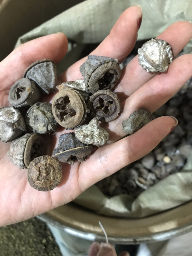 一口钟一口盅实物拍摄别名扣子七白树球中药材一口钟
