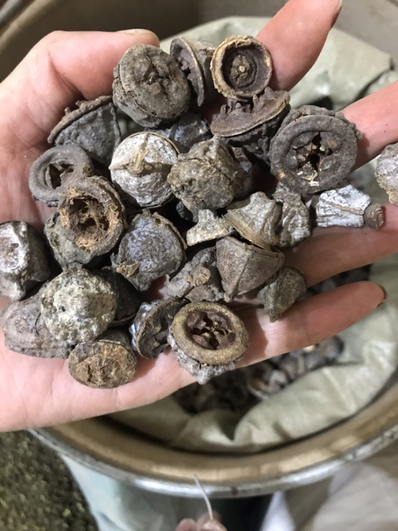 一口钟一口盅实物拍摄别名扣子七白树球中药材一口钟