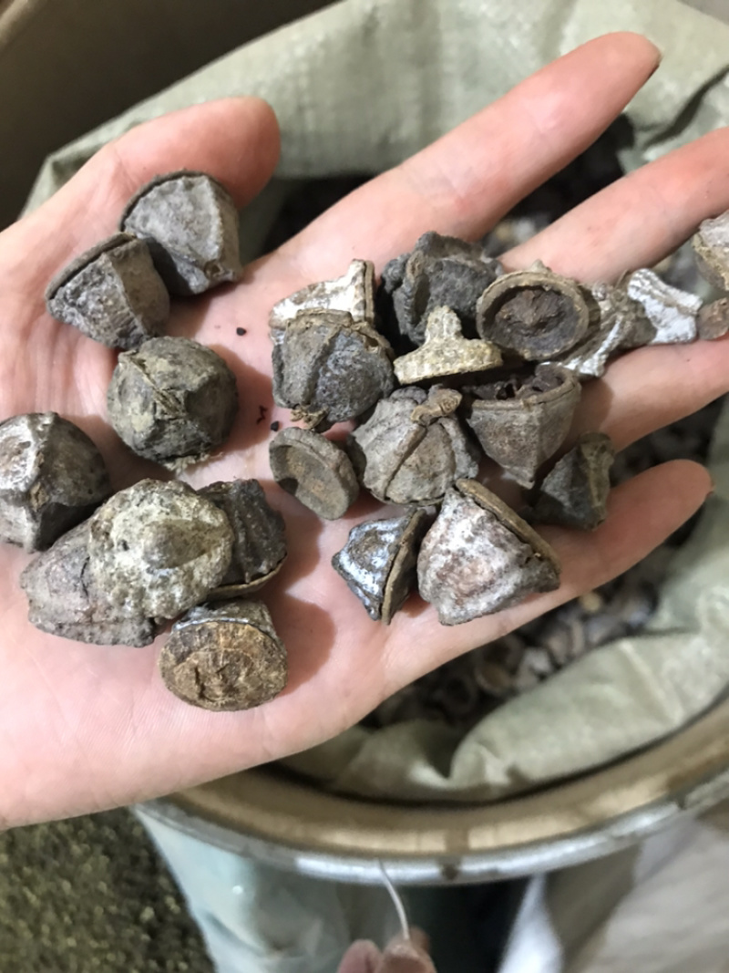 一口钟一口盅实物拍摄别名扣子七白树球中药材一口钟