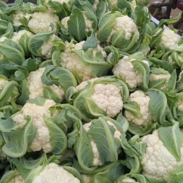 河南汝州市，5万亩花菜大量上市