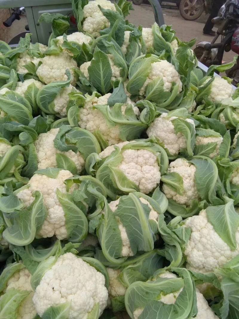 河南汝州市，5万亩花菜大量上市