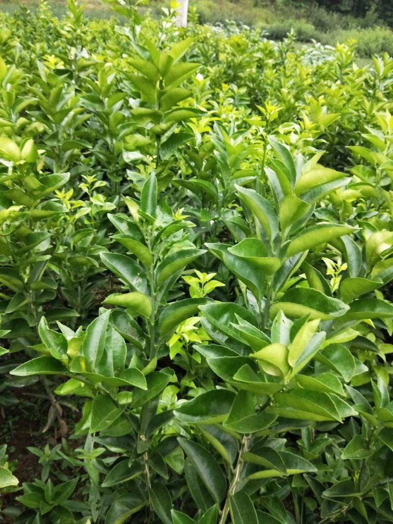 药枳壳苗，基地直供，规格齐全，大量出售，可回收果子