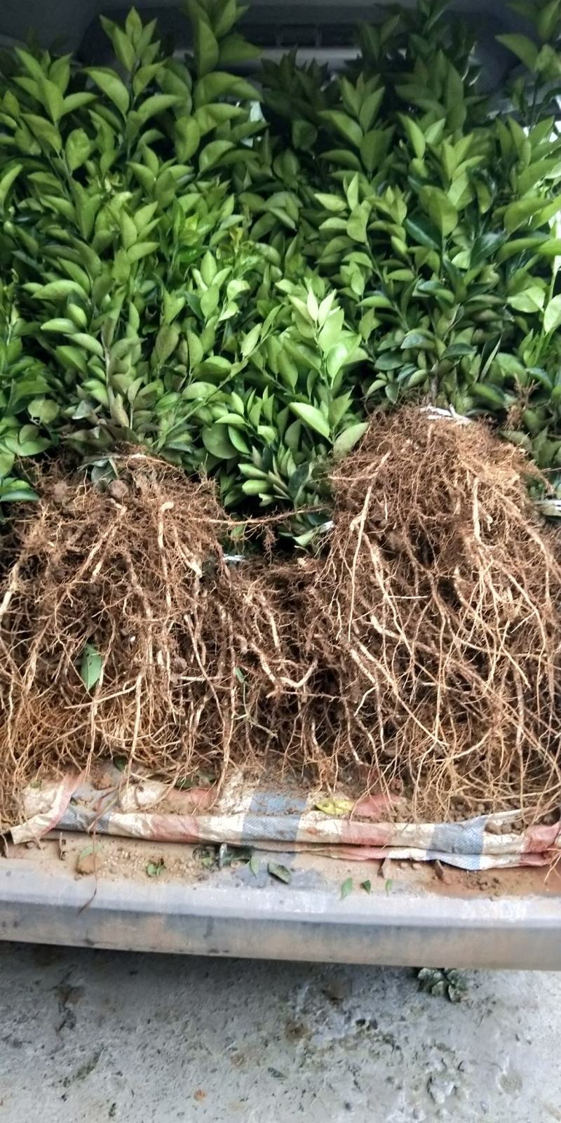 药枳壳苗，基地直供，规格齐全，大量出售，可回收果子