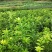 药枳壳苗，基地直供，规格齐全，大量出售，可回收果子