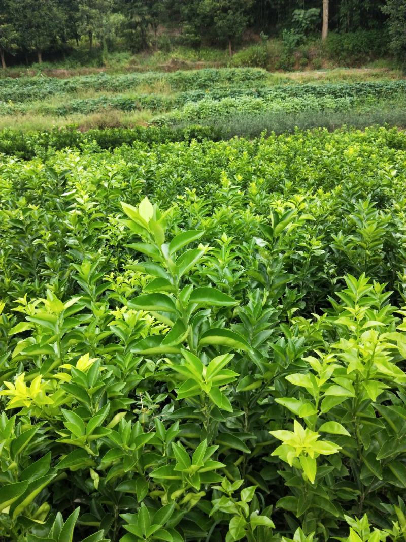药枳壳苗，基地直供，规格齐全，大量出售，可回收果子