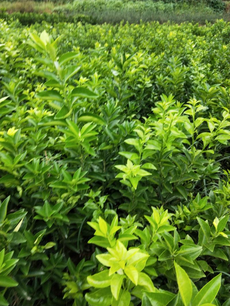 药枳壳苗，基地直供，规格齐全，大量出售，可回收果子