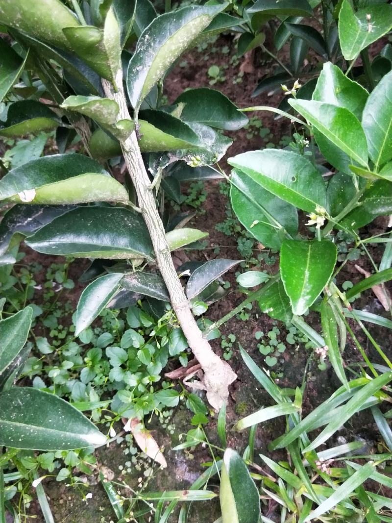 药枳壳苗，基地直供，规格齐全，大量出售，可回收果子