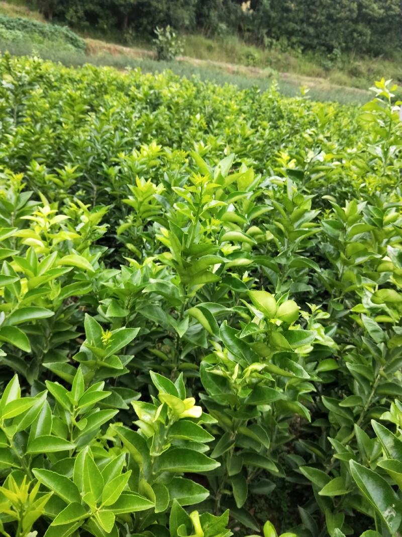 药枳壳苗，基地直供，规格齐全，大量出售，可回收果子