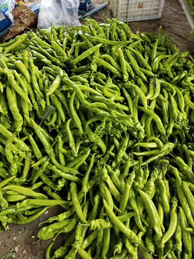 山东尖椒鲜辣椒量大从优，代发全国，质优价廉