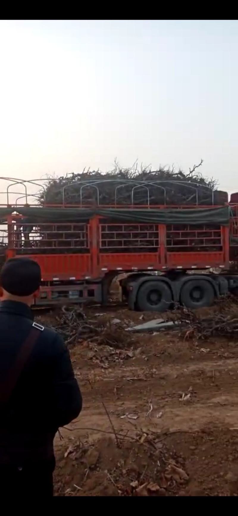 葡萄树占地葡萄树，葡萄苗等，大量供应，大量！！！！！